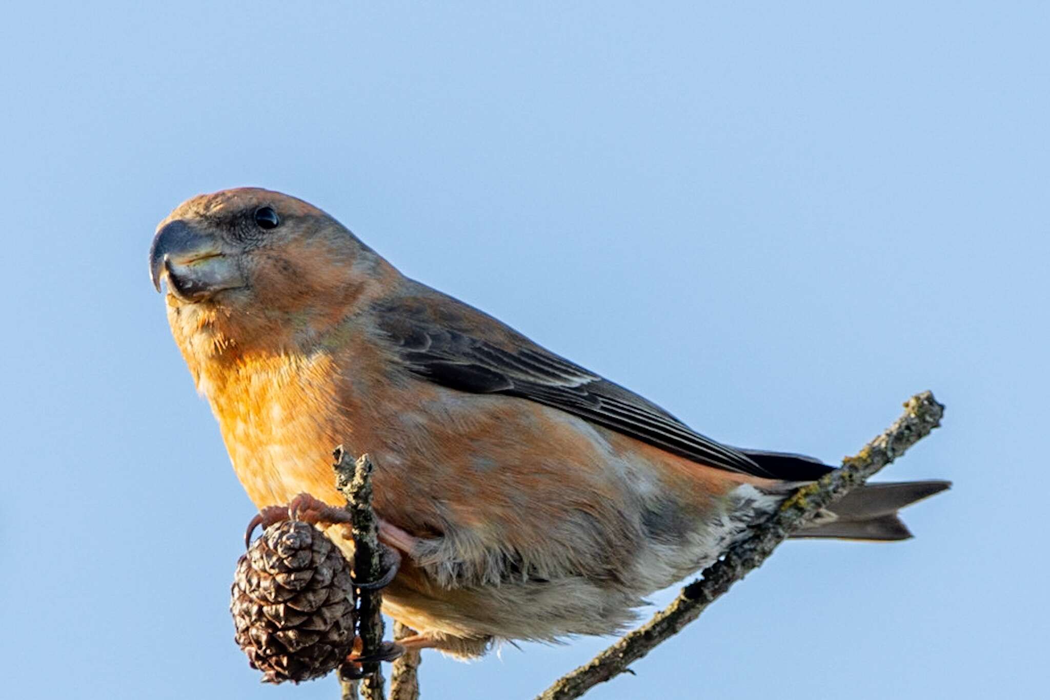 Image of Parrot Crossbill