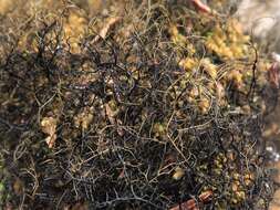 Image of twocolor horsehair lichen