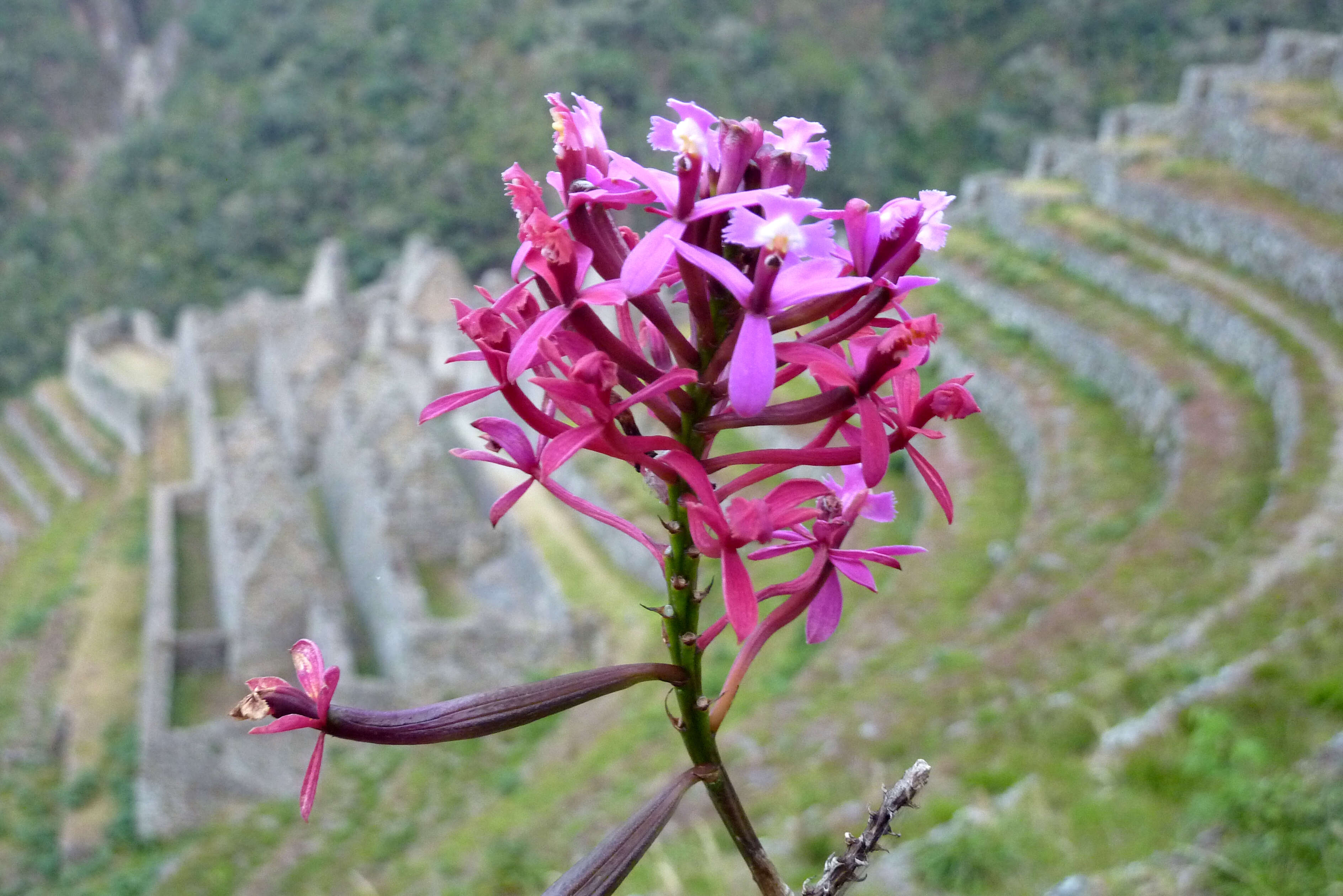 Image of Lopsided star orchid