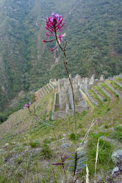 Image of Lopsided star orchid