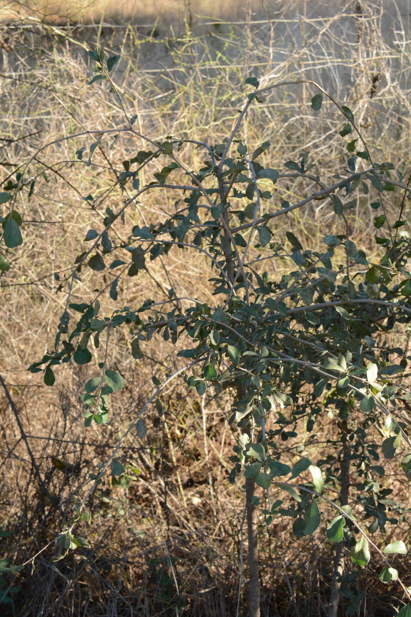 Image of Ehretia rigida subsp. nervifolia Retief & A. E. van Wyk