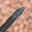 Sivun Acacia ligulata A. Cunn. ex Benth. kuva