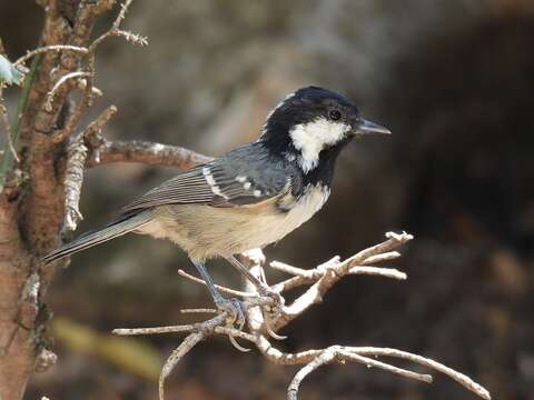 Image of Periparus ater ater (Linnaeus 1758)