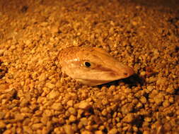 Image of Common sandfish