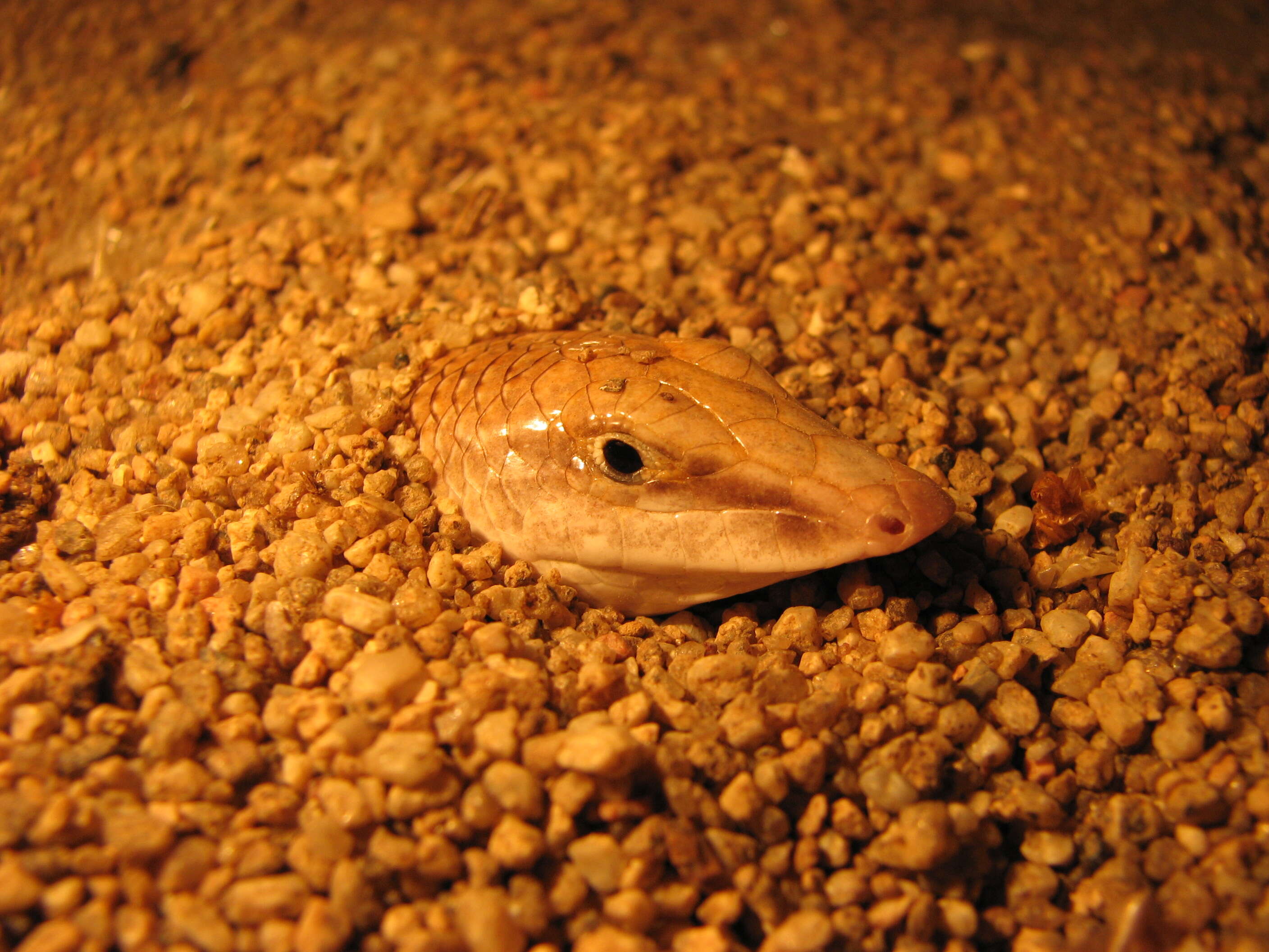 Image of Common sandfish