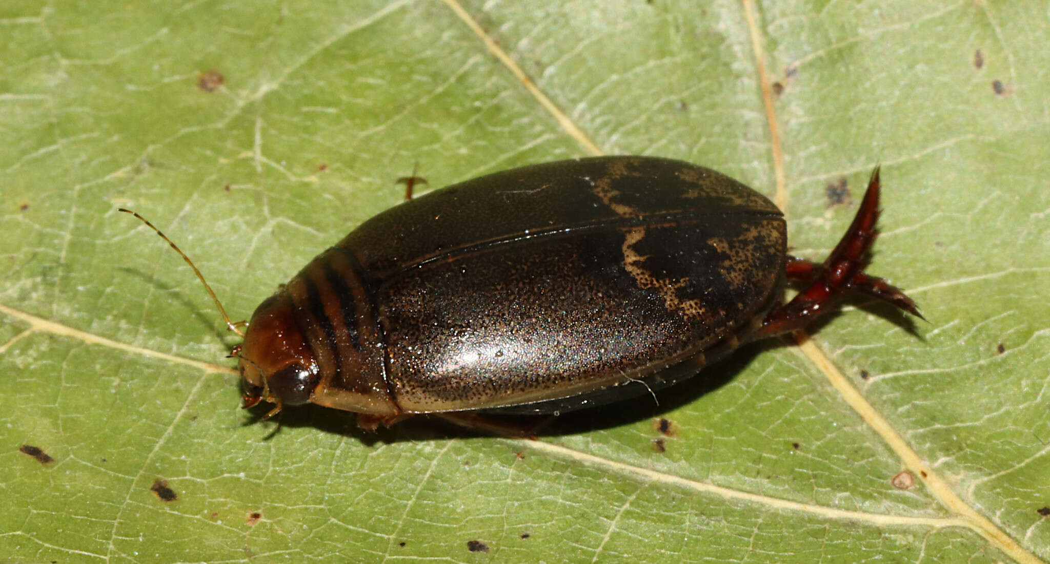 Image of Acilius (Acilius) fraternus (Harris 1828)