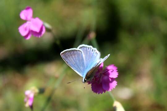 Image of Polyommatus daphnis