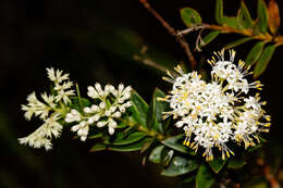 Image of Normandia neocaledonica Hook. fil.