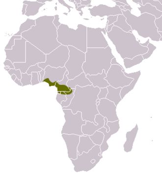 Image of Cameroon Cusimanse