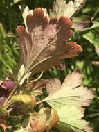 Image of hairystem gooseberry