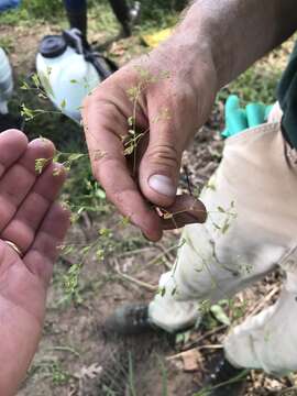 Image of smooth forked nailwort