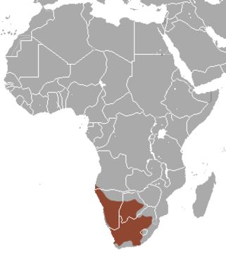 Image of Meerkat
