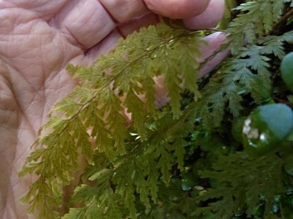 Image of Hymenophyllum frankliniae Col.