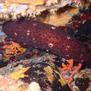Image of sea cucumber