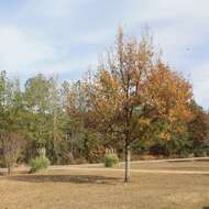 Image of Saw-tooth Oak