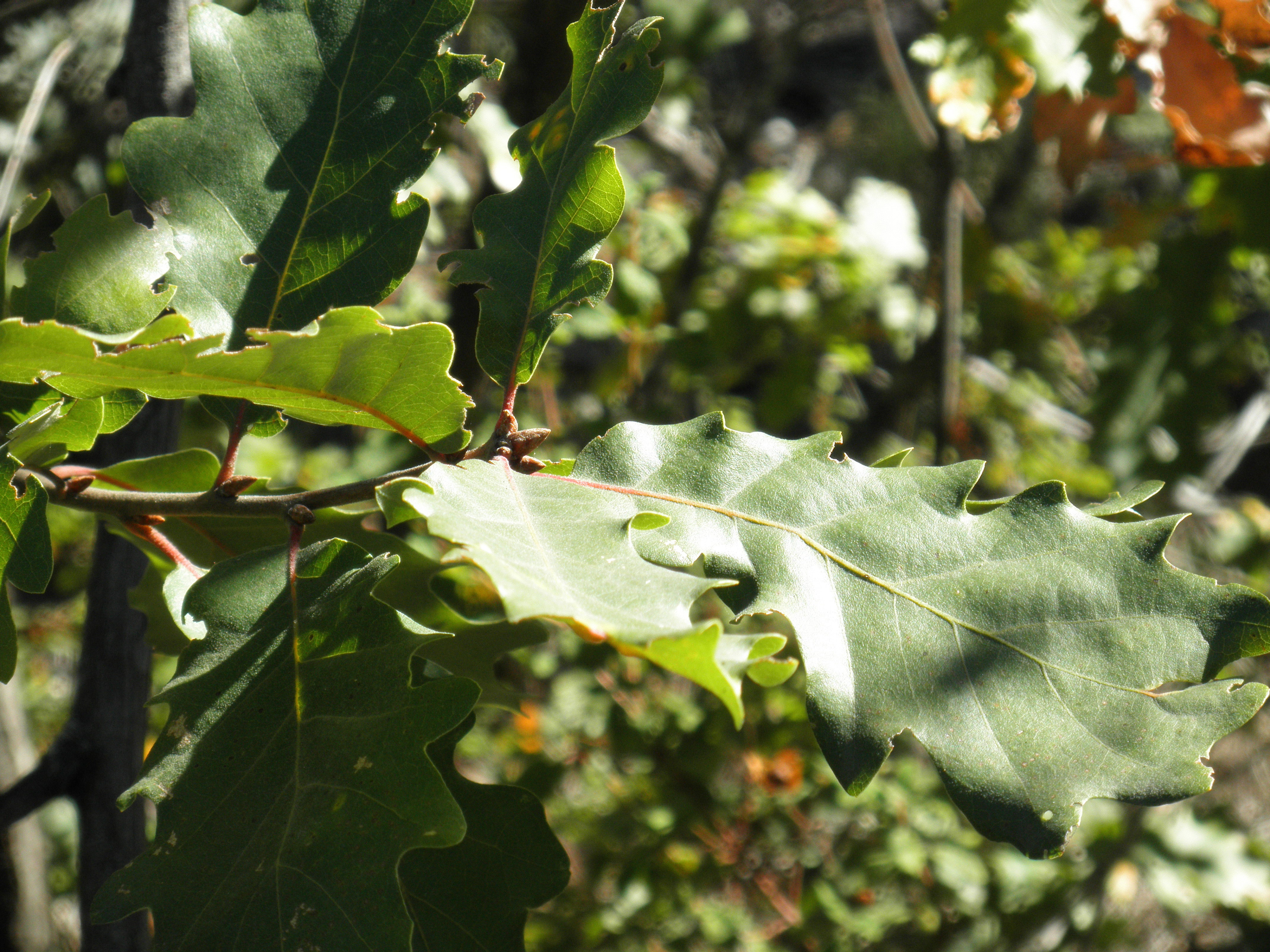 Quercus canariensis (rights holder: )