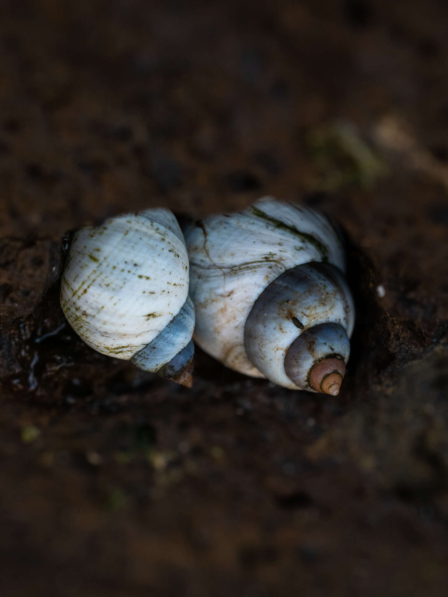 Image of Austrolittorina unifasciata (Gray 1826)