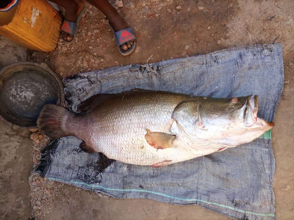 Image of African Snook