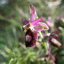 Sivun Ophrys flavicans Vis. kuva