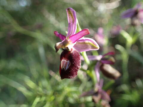 Plancia ëd Ophrys flavicans Vis.