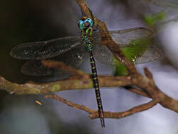 Image of Triacanthagyna caribbea Williamson 1923