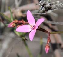 Image de Boronia dichotoma Lindley