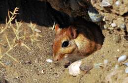 Image of gerbils, jirds, and relatives