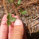 Слика од Strophostyles umbellata (Willd.) Britton