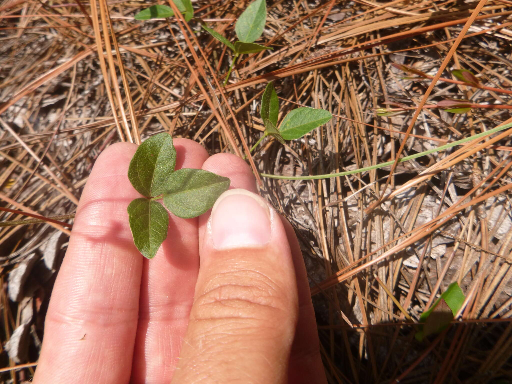 Слика од Strophostyles umbellata (Willd.) Britton