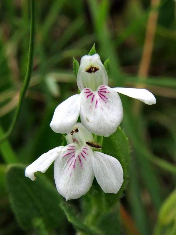 Image of Justicia anagalloides (Nees) T. Anders.