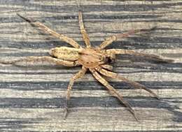 Image of Arachosia cubana (Banks 1909)