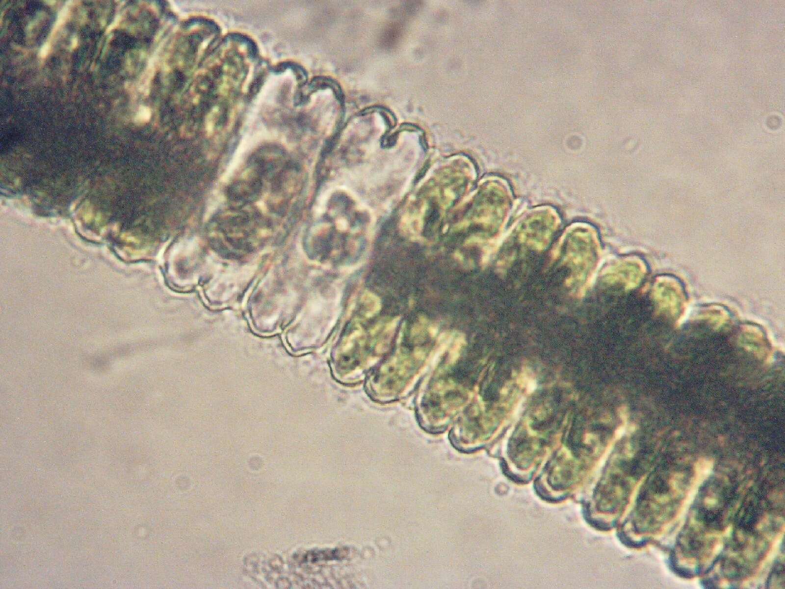 صورة Desmidium swartzii