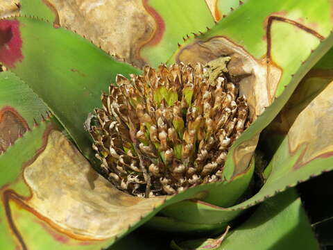 Imagem de Neoregelia cruenta (Graham) L. B. Sm.