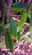 Image of Sudden oak death