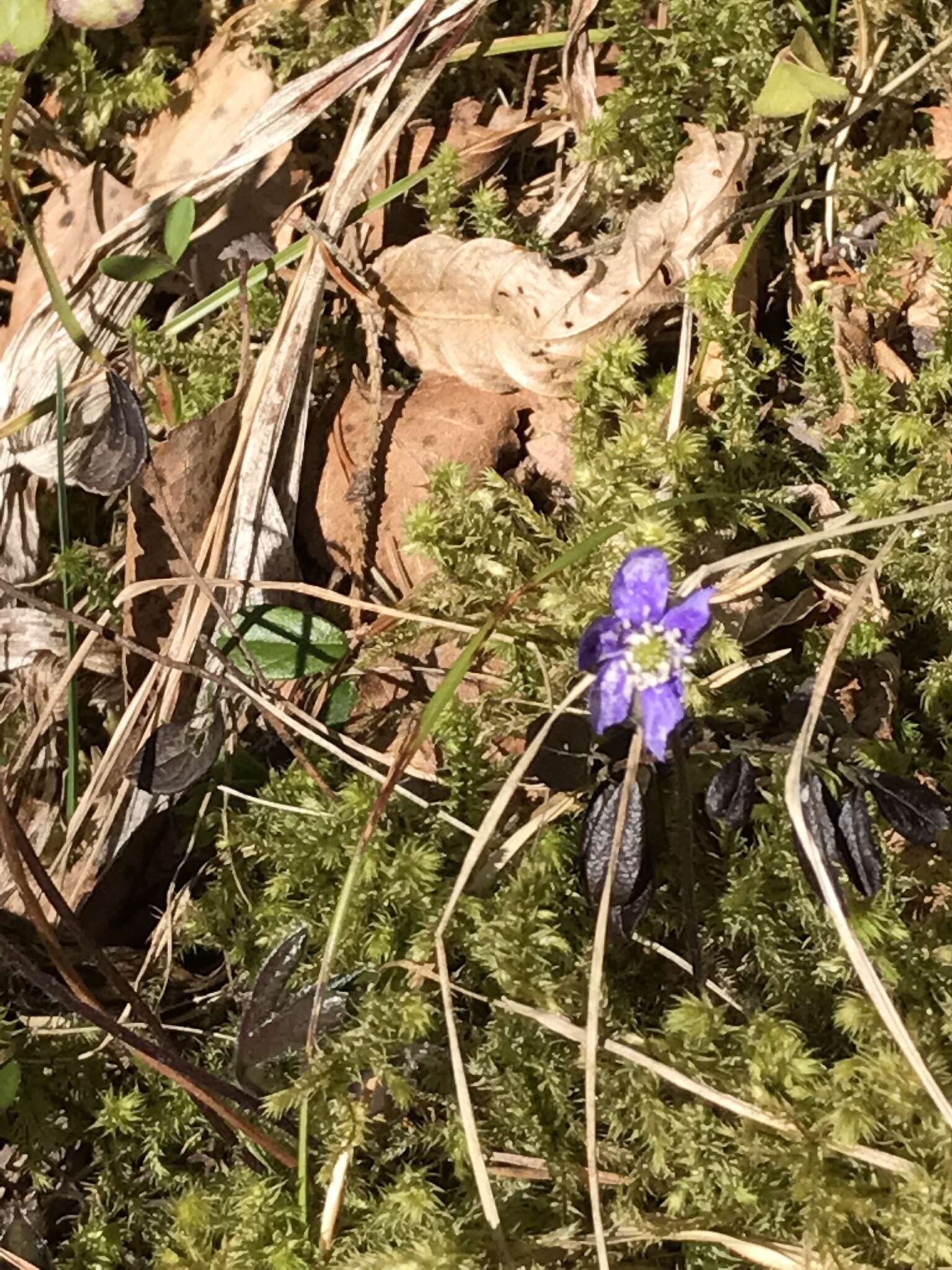 Plancia ëd Hepatica