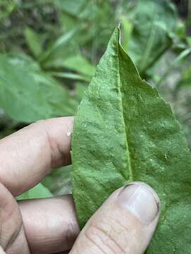 Image of Greata's aster