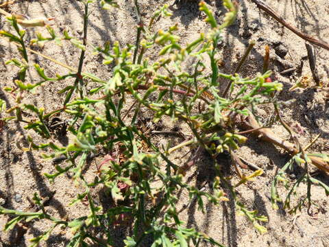 Imagem de Pelargonium multiradiatum Wendl.