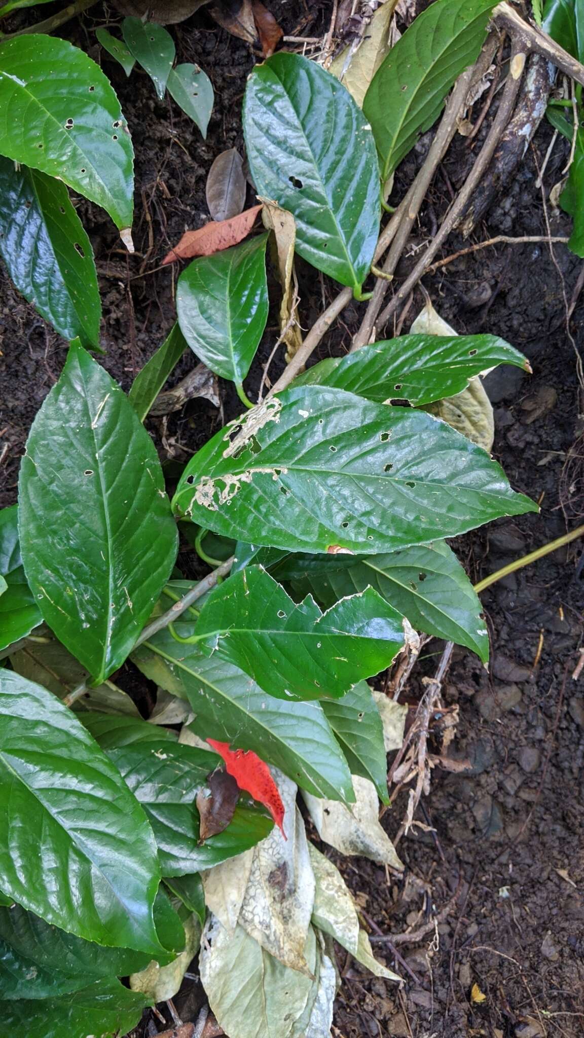 Image of Symplocos cochinchinensis var. philippinensis (Brand) Nooteboom