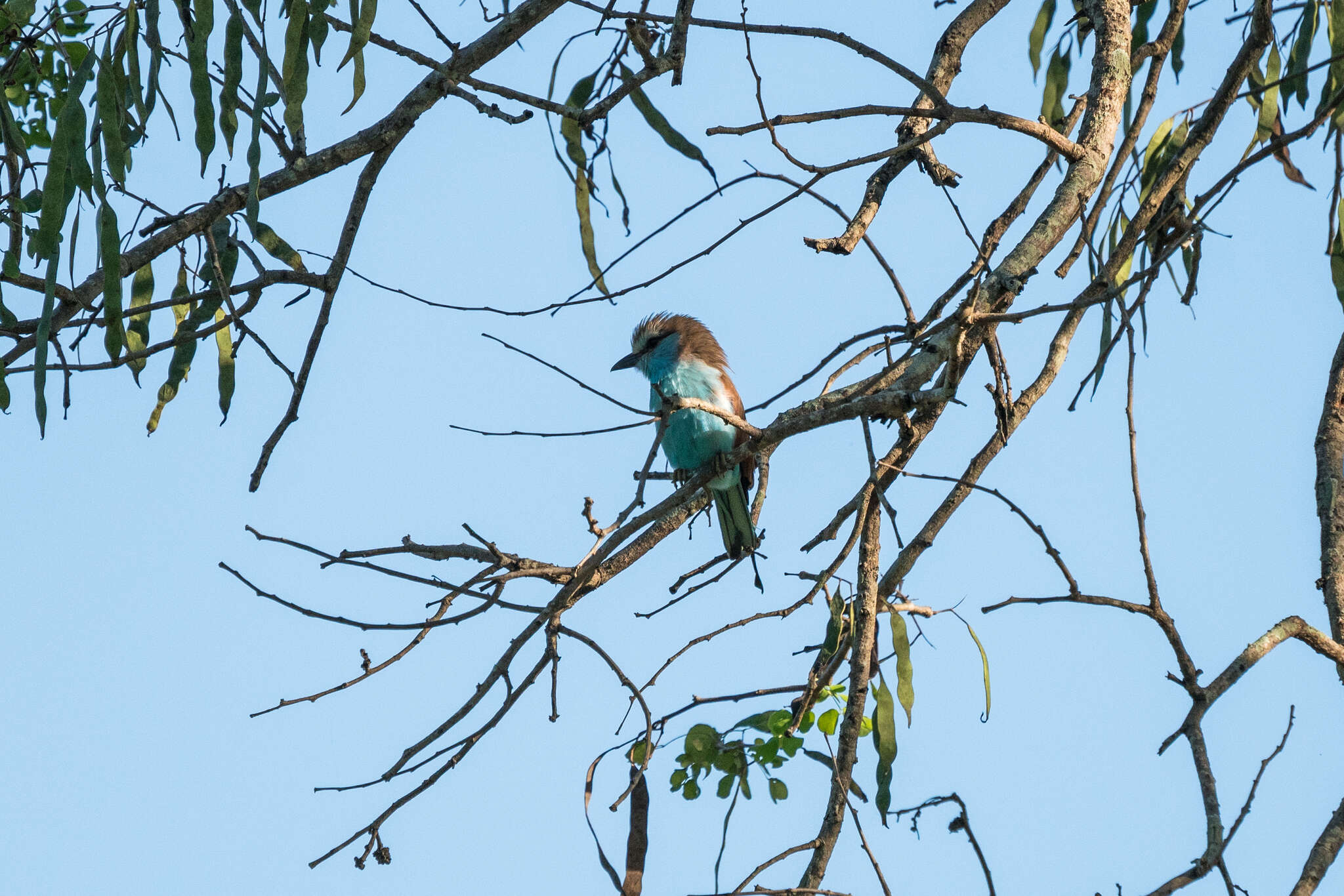 Image of Racket-tailed Roller