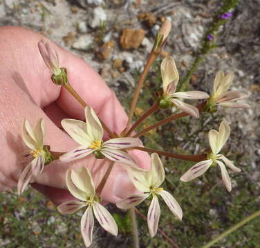 Image of Pelargonium triste (L.) L'Her.