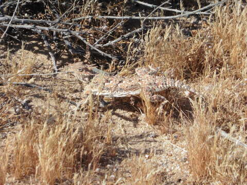 Image of Desert Horned Lizard