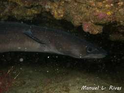 Image of Conger Eel