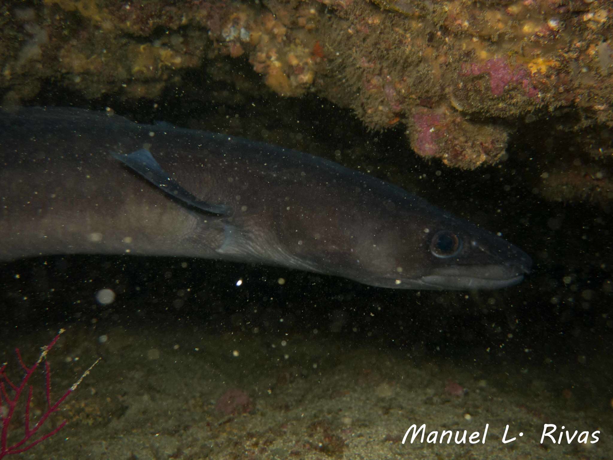 Image of Conger Eel