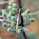 Image de Asparagus capensis var. capensis