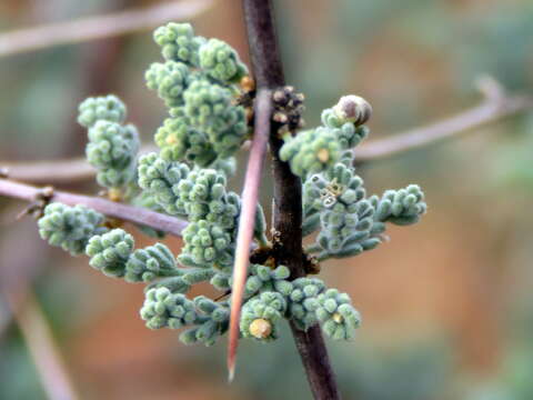 Image de Asparagus capensis var. capensis