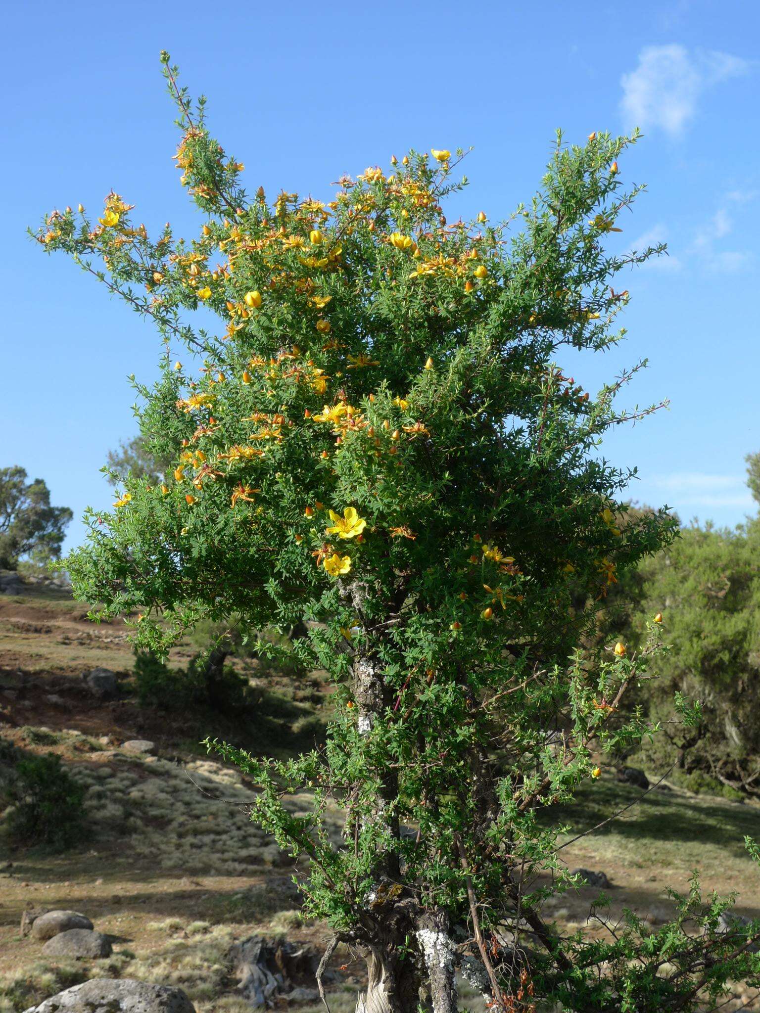 Image of Hypericum revolutum Vahl