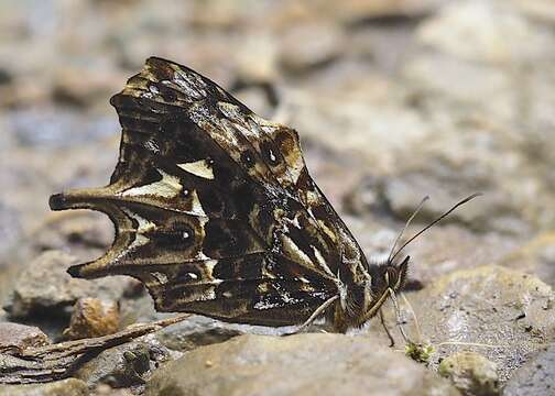 Image of Daedalma boliviana