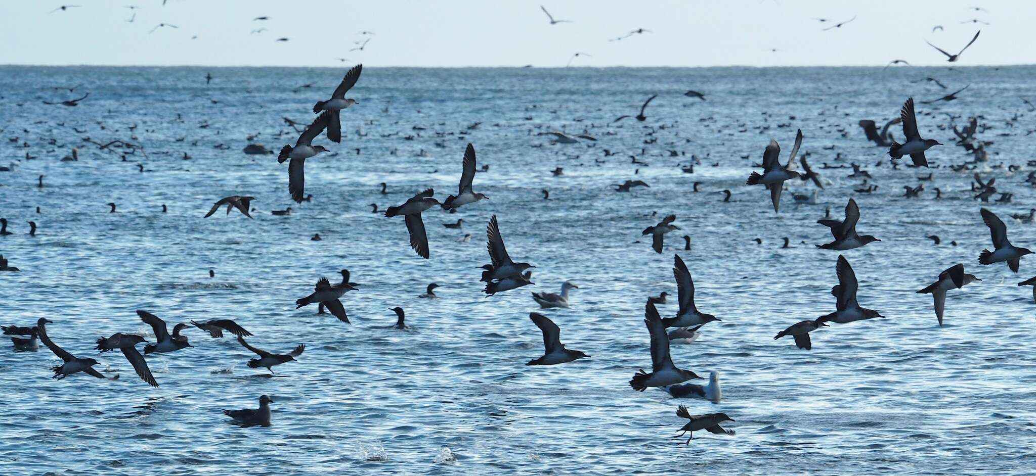 Image of Black-vented Shearwater