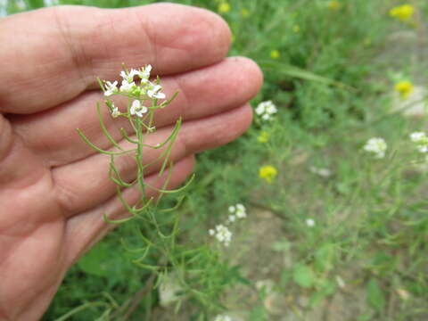 صورة Eutrema salsugineum (Pall.) Al-Shehbaz & S. I. Warwick