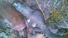 Image of Angel Island chuckwalla